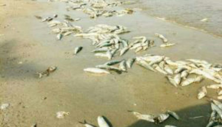عدن نفوق كميات كبيرة من اسماك السردين نتيجة تلوث بحري الجنوب اليوم