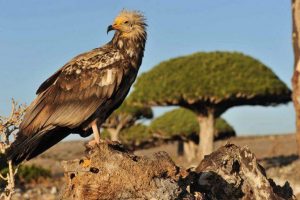 الإمارات تسرق (185) طيراً من طيور سقطرى النادرة