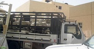الضالع :  مسلحون ينفذون عملية سطو على 180 رأس من الغنم
