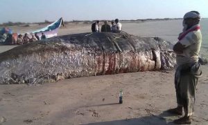 مخلفات القاعدة العسكرية الاماراتية تتسبب في كارثه بيئية في بالحاف