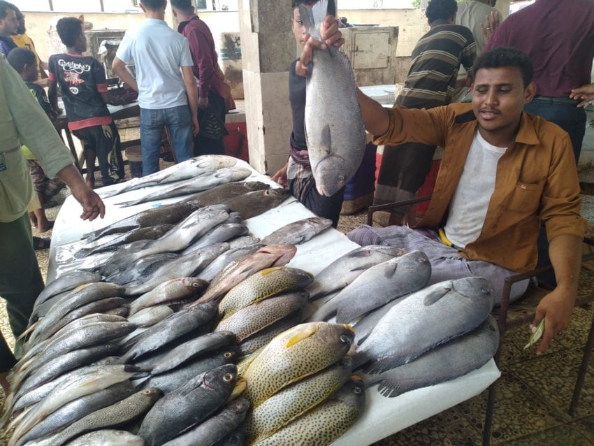 سياسة لملس تحرم سكان عدن من الأسماك